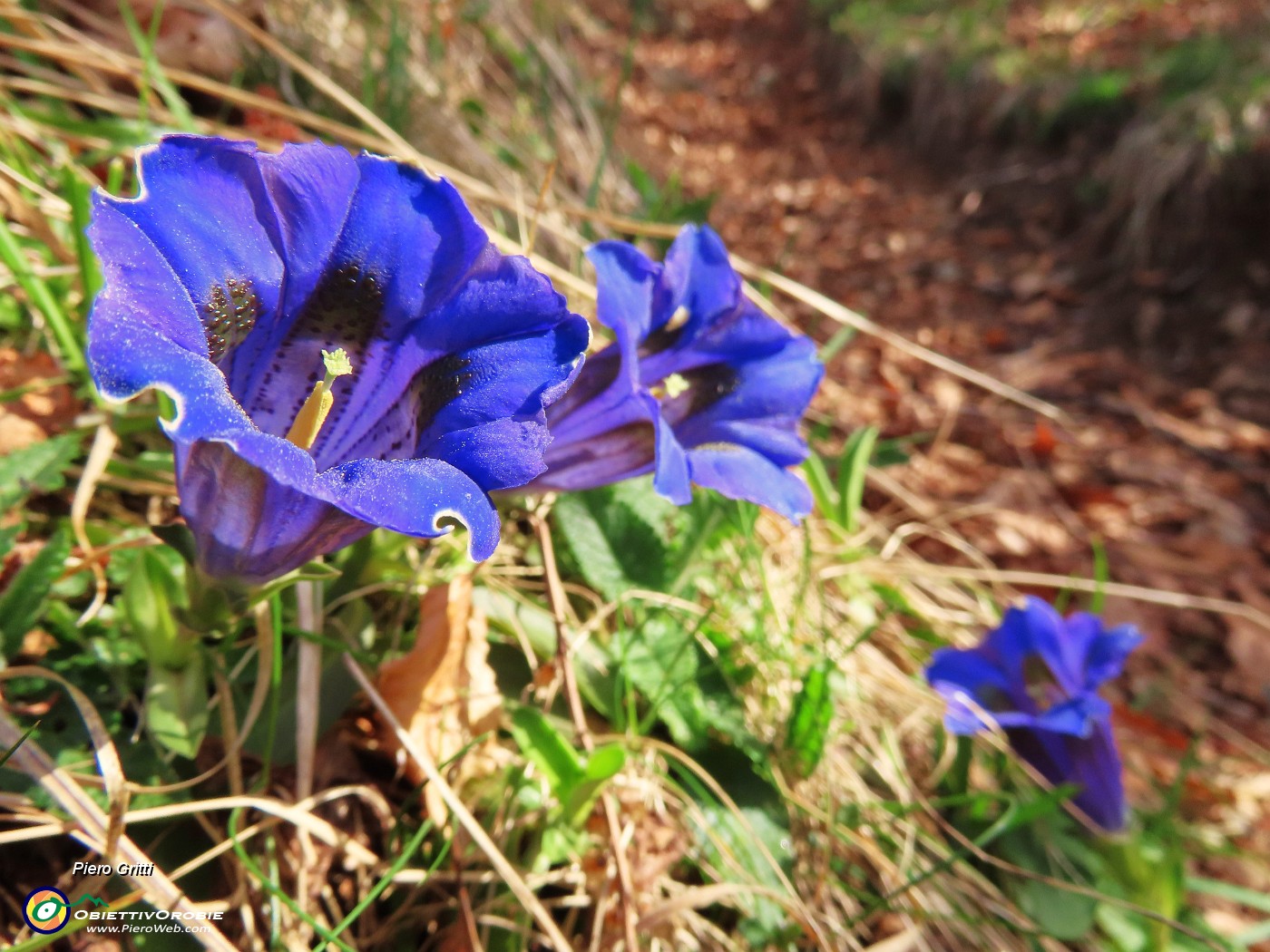 33 Gentiana Clusii (Genziana di Clusius).JPG